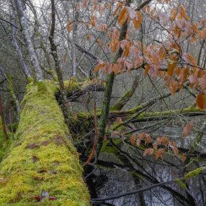 Série Nature - Calorguen