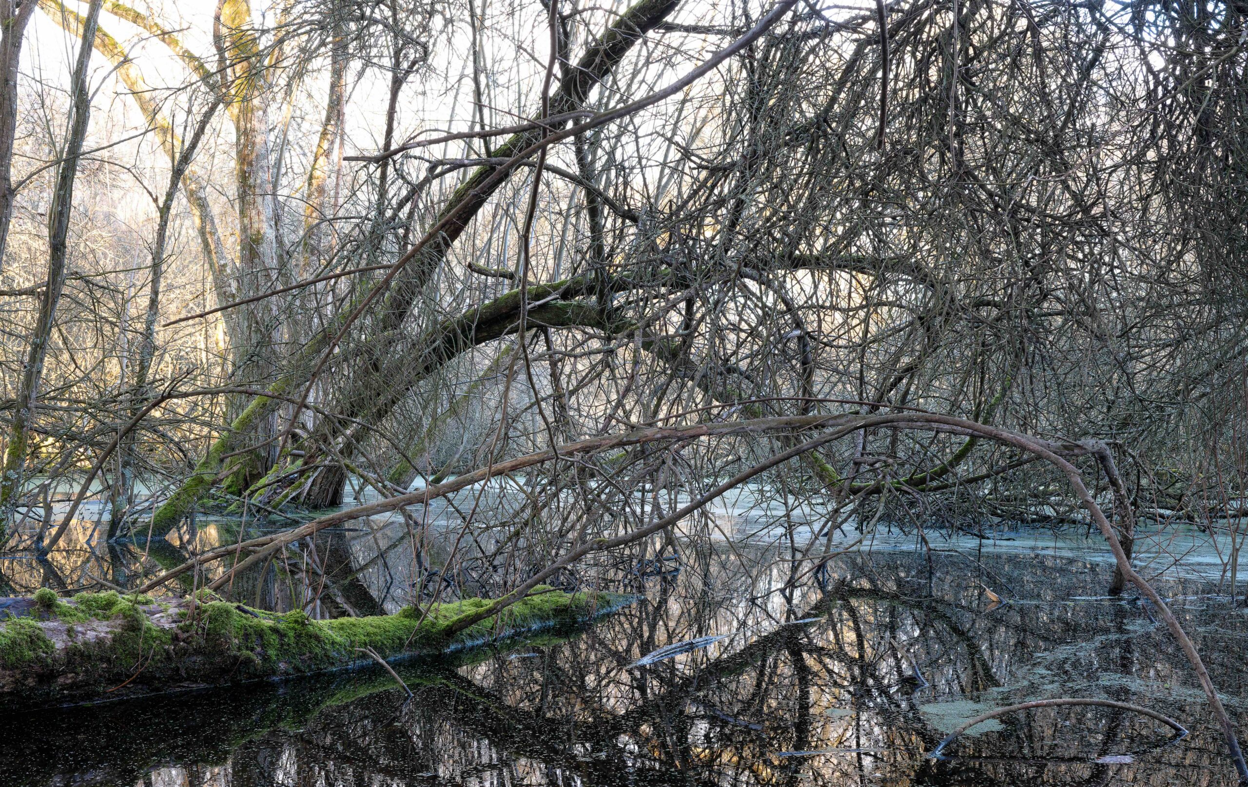 Vitrine Forêt — lisière, oiseaux, souffles